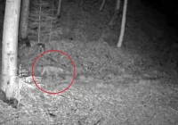 Duch lasu nagrany w regionie. Fotopułapka zarejestrowała rysia (WIDEO) - zdjęcie główne