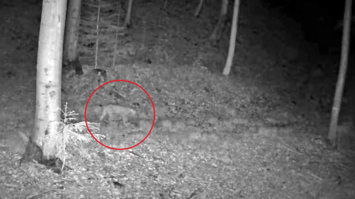 Ryś zarejestrowany przez leśną fotopułapkę pośród drzew w powiecie limanowskim