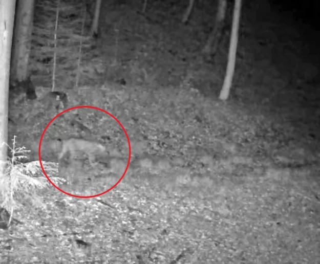 Duch lasu nagrany w regionie. Fotopułapka zarejestrowała rysia (WIDEO) - zdjęcie główne